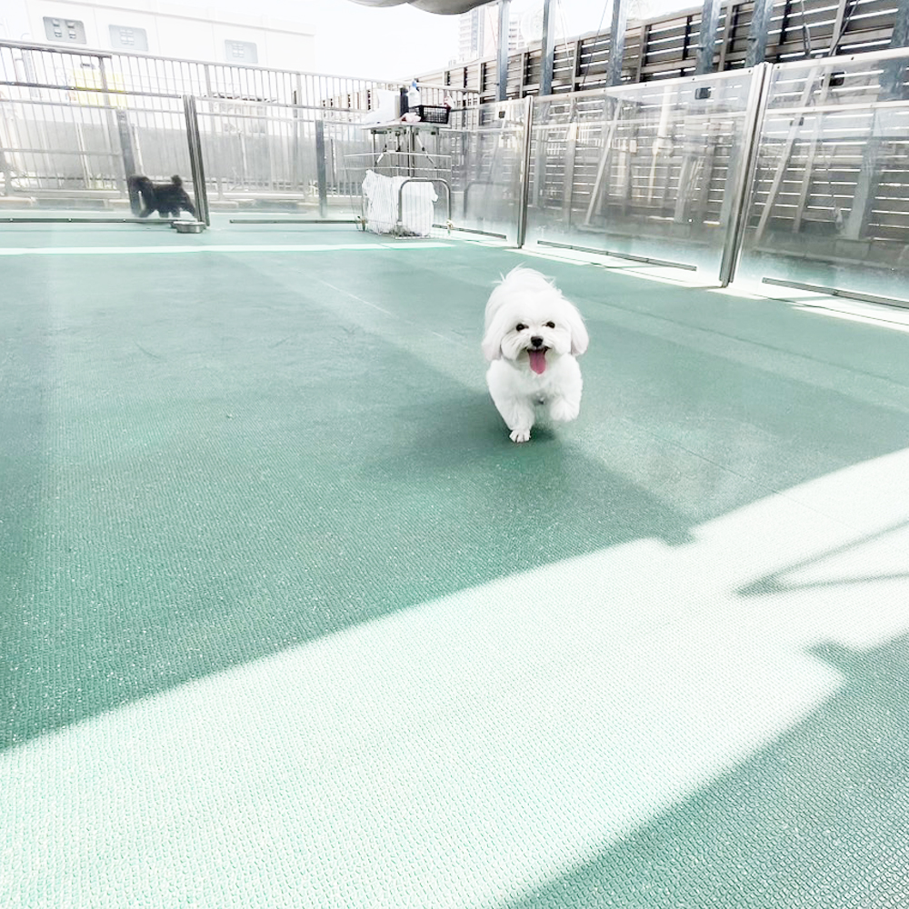 生徒が撮影したモデル犬たち♪①